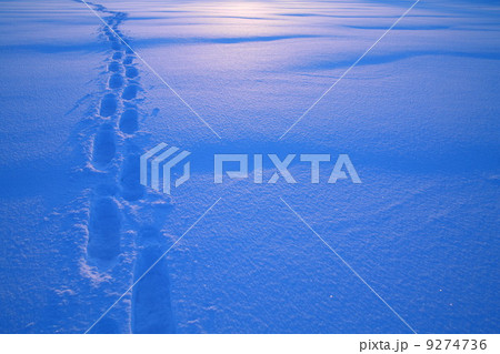 Snowshoe path way winter 9274736