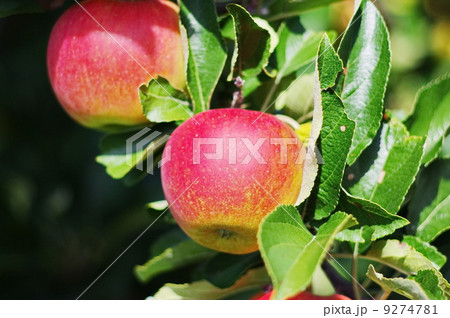 apple red tree apple red tree 9274781