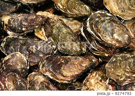 oyster oyster 9274792