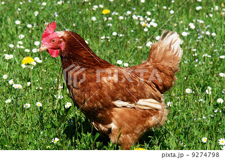 free range hen in a spring meadow 9274798