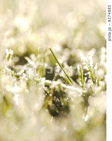 grass frost grass frost 9274885