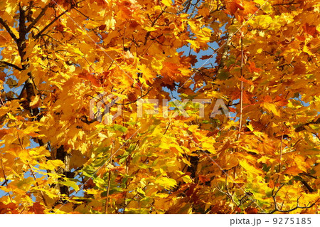 Autumn leaves Autumn leaves 9275185