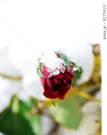 Frozen Rose Frozen Rose 9275422