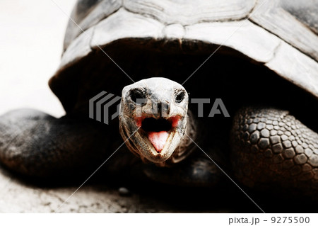 turtle turtle 9275500