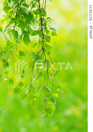 foliage spring background 9275631