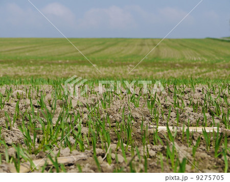 field field 9275705