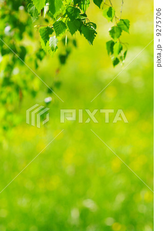 leaves spring fresh 9275706