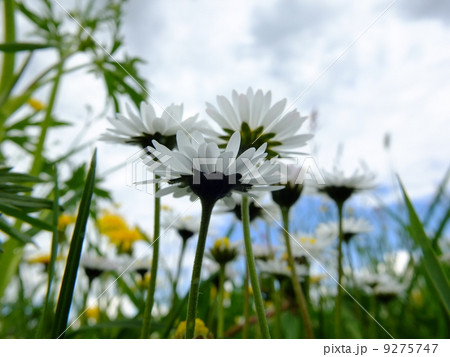 Daisies Daisies 9275747