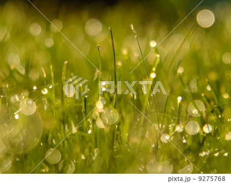 fresh green grass fresh green grass 9275768