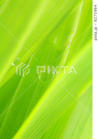 grass close-up dew drops Gras macro grass close-up dew drops Gras macro 9275964