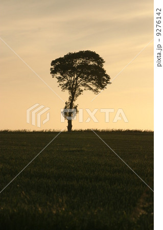 lonelytree lonelytree 9276142