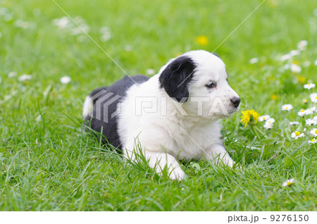 cute puppy in daisy field cute puppy in daisy field 9276150