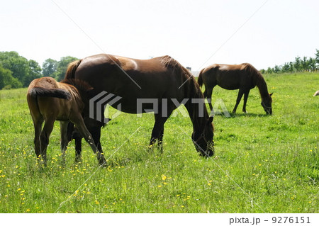 horses horses 9276151