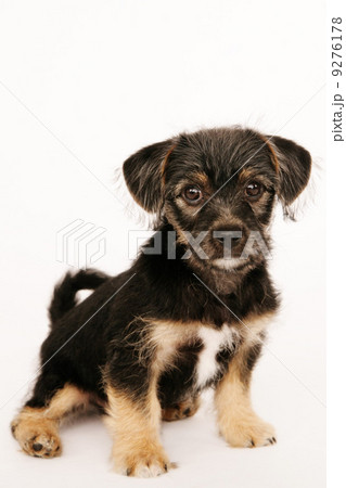 Puppy Isolated isolated on white Puppy Isolated isolated on white 9276178