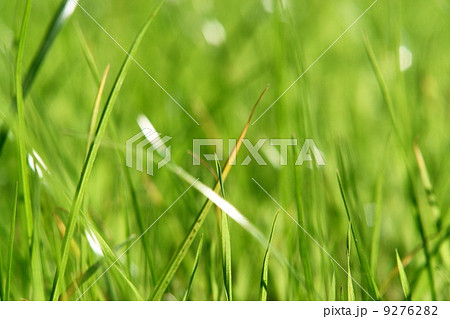 grass 9276282
