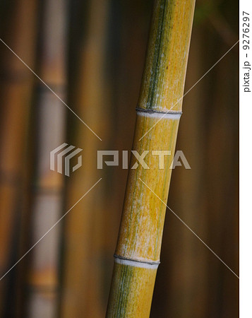 bambus bamboo 9276297