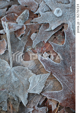 leave frost background 9276434