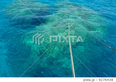 Coral Reef anchoring 9276438