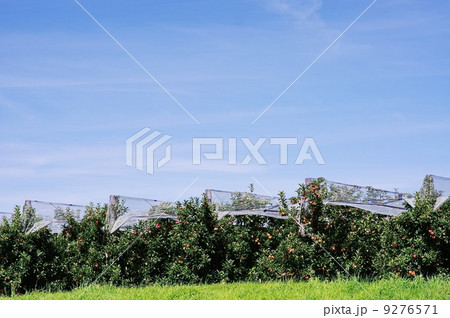 apple red tree apple red tree 9276571