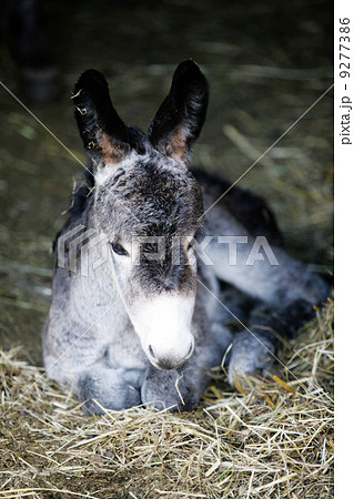 cute young donkey portrait 9277386