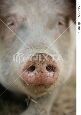 big nose of pig 9277451