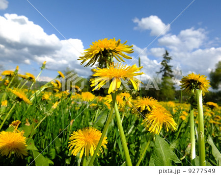spring dandelion meadow 9277549