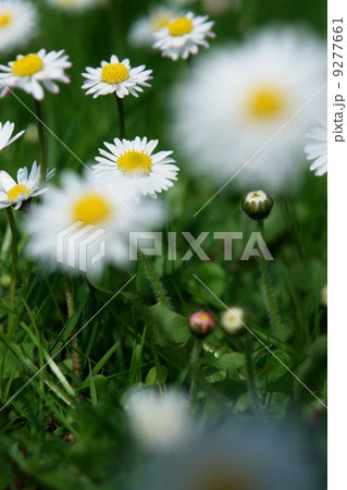 daisies daisies 9277661