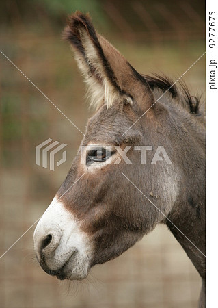 Donkey portrait Donkey portrait 9277675