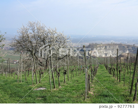 blossom apple tree 9277763