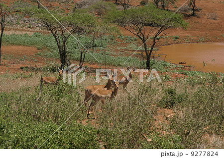 africa africa 9277824