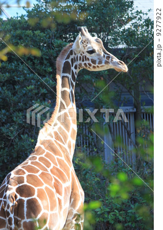 キリン キリン 9277922