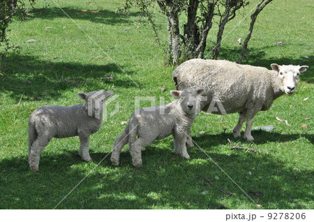 見つめる羊の親子 9278206