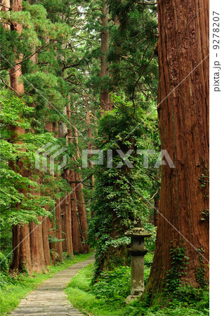 杉並木と石灯籠　羽黒山 9278207