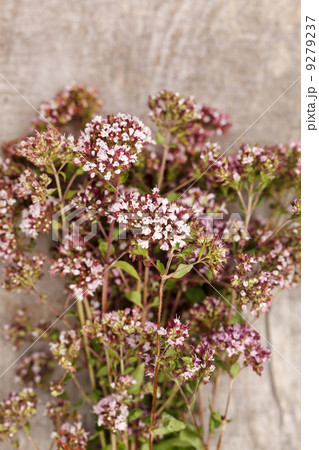 Origanum flowers.. 9279237