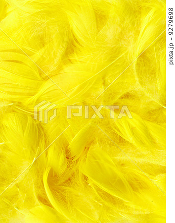 Color feathers Color feathers 9279698