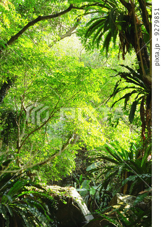 forest forest 9279851