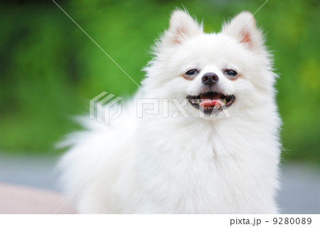 White Pomeranian dog White Pomeranian dog 9280089