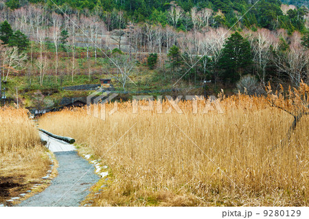 Walkway in the autumn forest 9280129