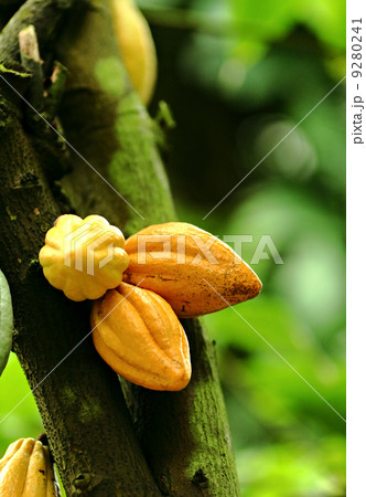 Cocoa pods 9280241