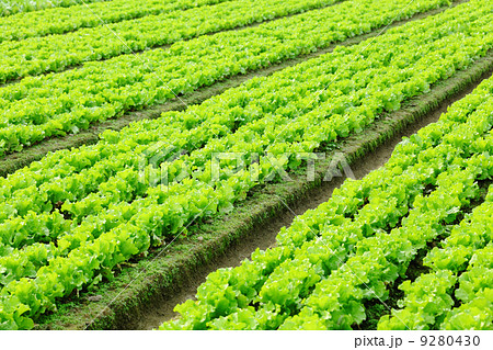 lettuce plant in field lettuce plant in field 9280430