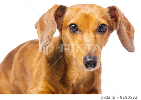 Dachshund Dog 9280532