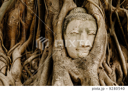 Old tree with buddha head in Ayutthaya 9280540