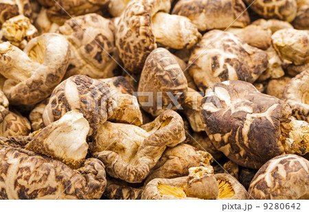 Dried mushroom 9280642