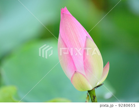 Pink Lotus Bud Pink Lotus Bud 9280655
