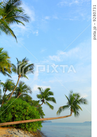 tree and landscape in sentosa, Singapore 9280731