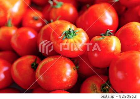 organic tomato in market organic tomato in market 9280852