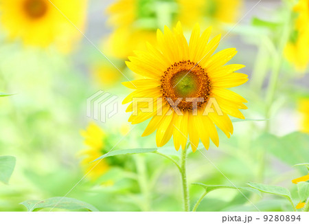 Sunflower 9280894