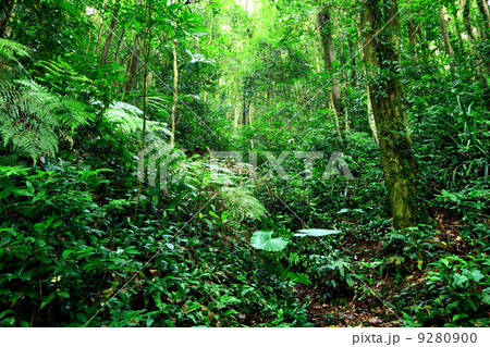 jungle 9280900