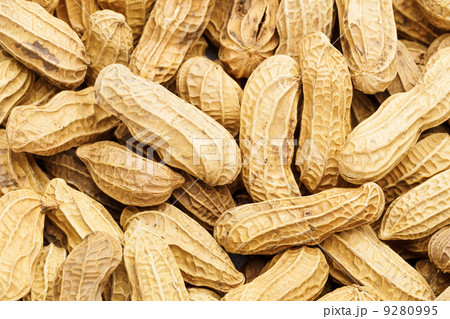 Peanut 9280995