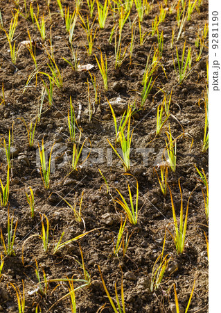 Young green plant in the field 9281190